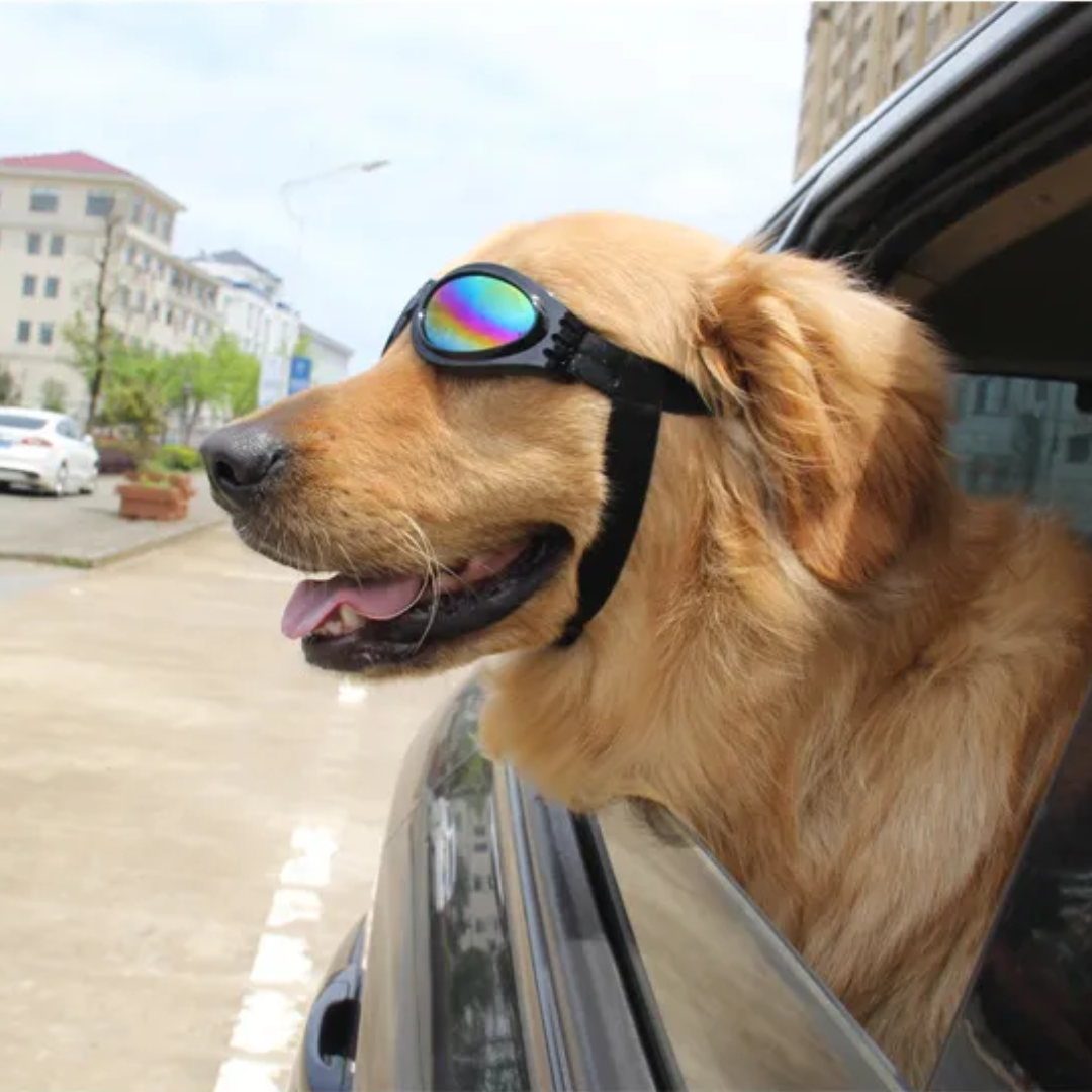 Hektor | Faltbare UV-Schutz-Hundebrille mit elastischem Komfortband