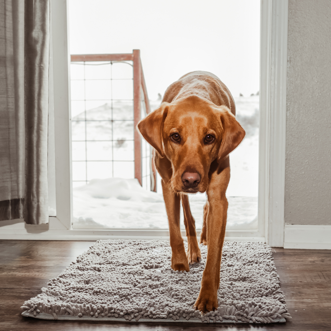 Fellino | Schmutzfangmatte für Hunde mit Super-Saugkraft