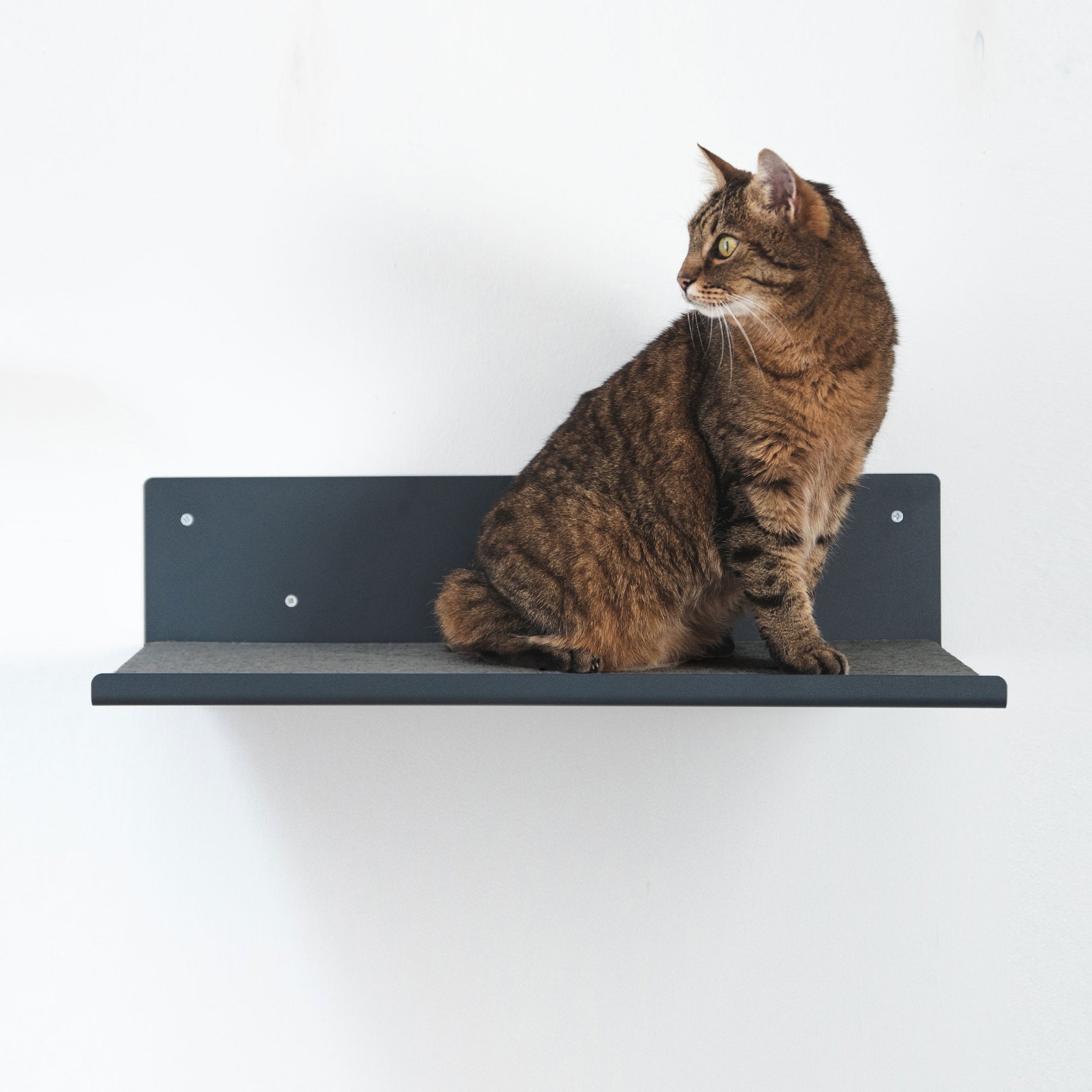 bequeme Katzen Wandliege