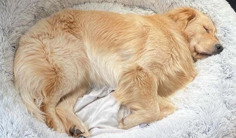 Lunavo | Kuschelbett für Hunde mit ergonomischer Unterstützung