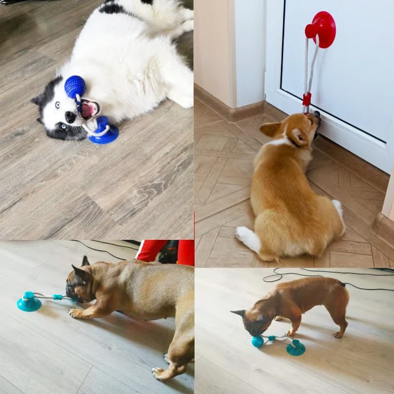 Kauno | Interaktives Hundespielzeug mit Saugnapf & Beißball aus TPR