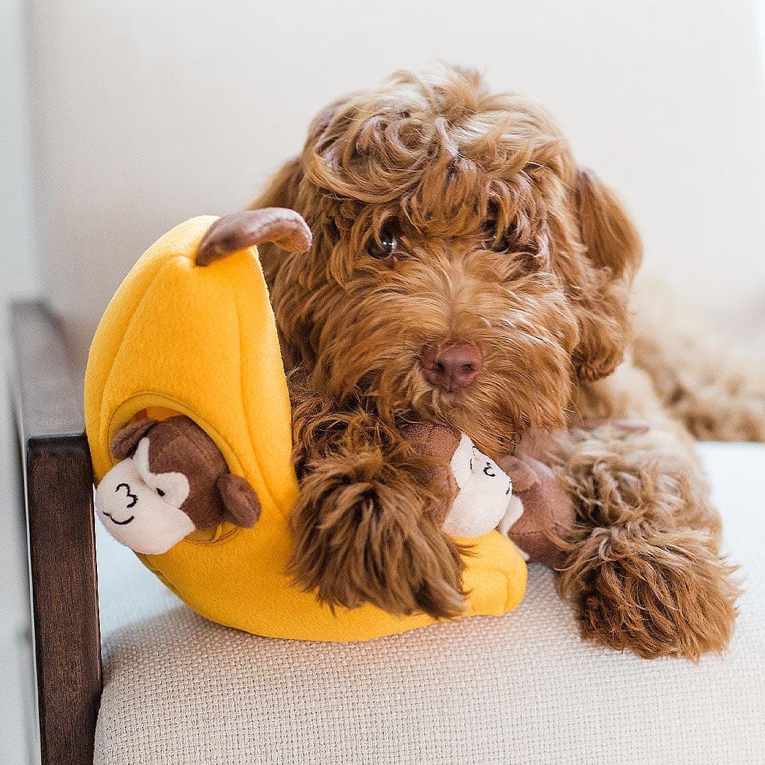 PawTropia | Interaktives Hundespielzeug – Bananenspaß mit frechen Äffchen