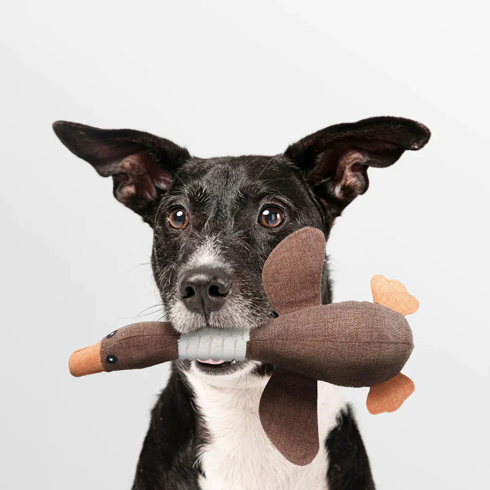 RexPlay | Unzerstörbare Quietsch-Ente für Hunde