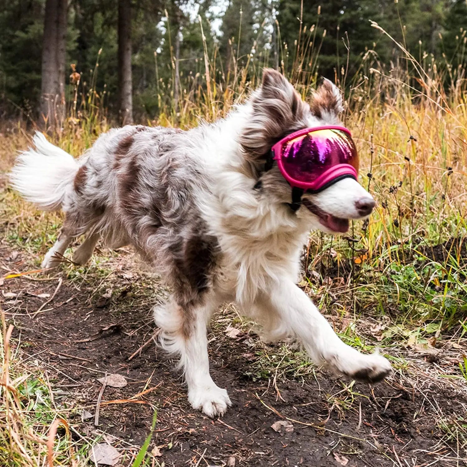 PawView | Anti-UV Hundebrille – Stoßfest & winddicht