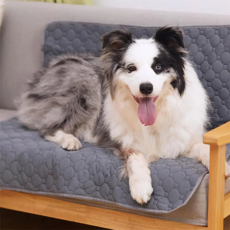 HydroPaws | Waschbare & wiederverwendbare Hundematte mit 4-Schicht-Absorptionssystem