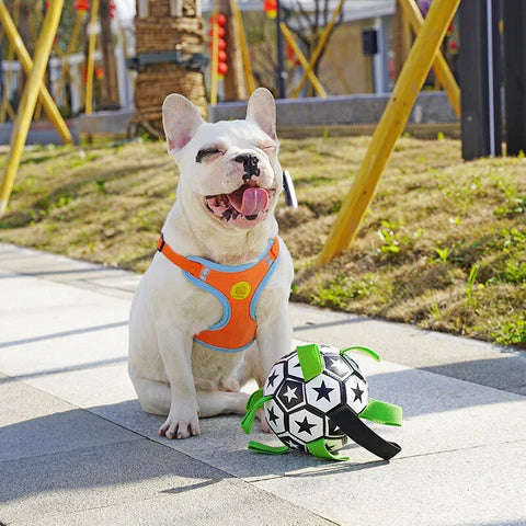 PlayBuddy | Interaktiver Hundeball