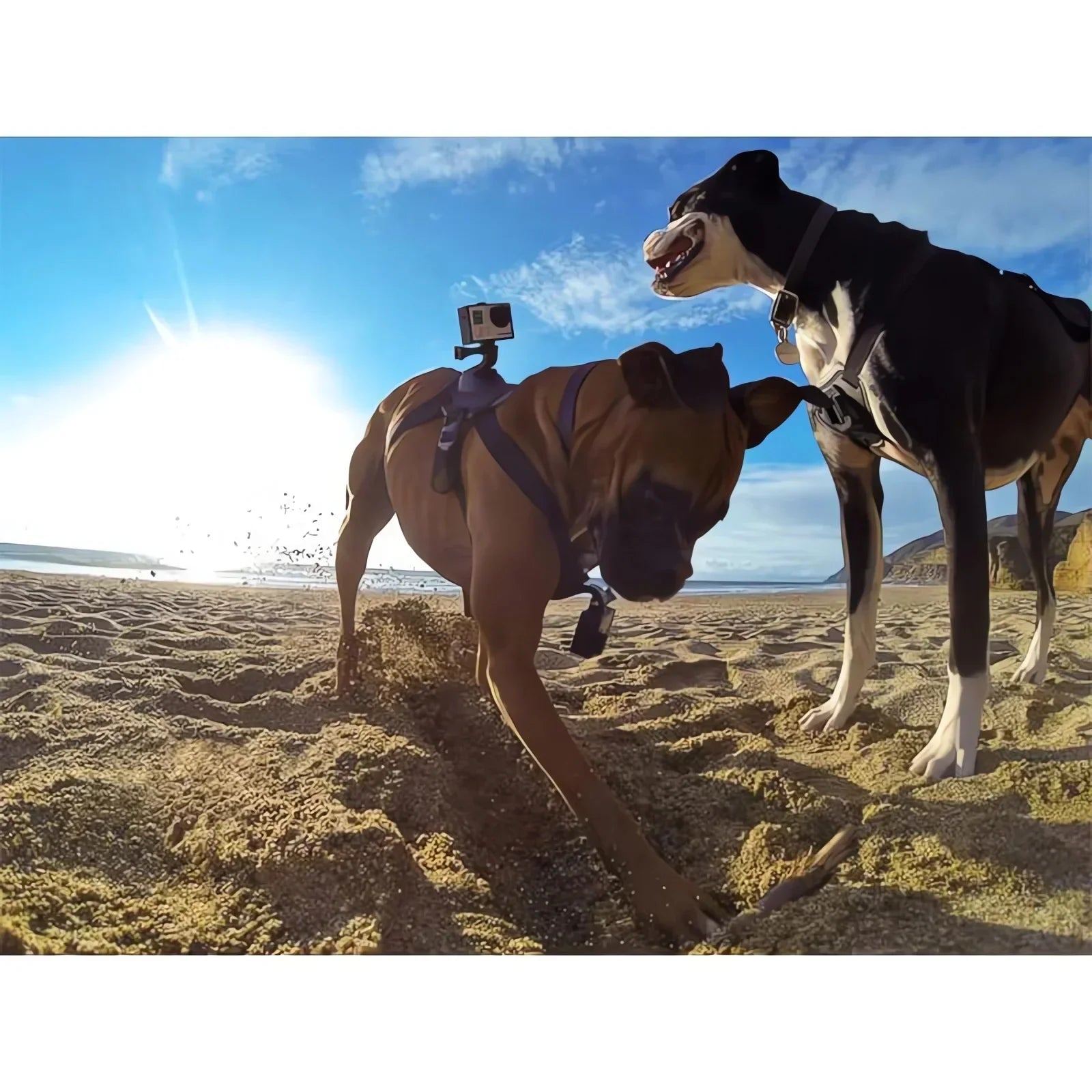 ViewPup | Action-Cam Hundegeschirr mit 360° Perspektive