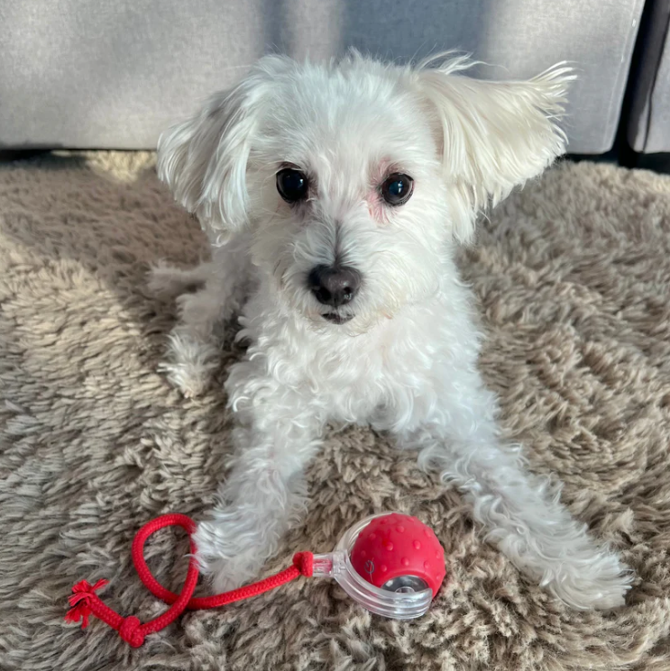 WuffSpin | Interaktiver Hundespielball