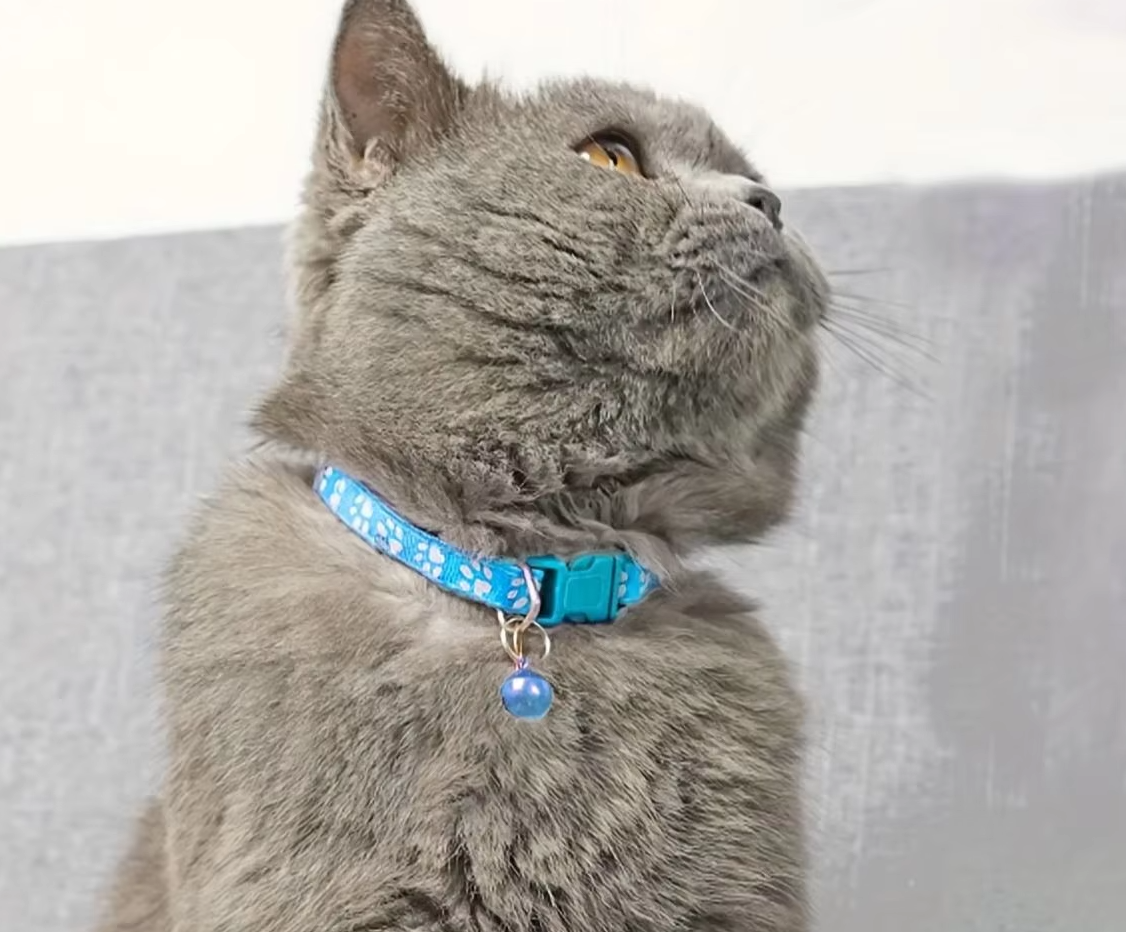 Miaura | Sicherheits-Katzenhalsband mit Glocke und Schnellverschluss