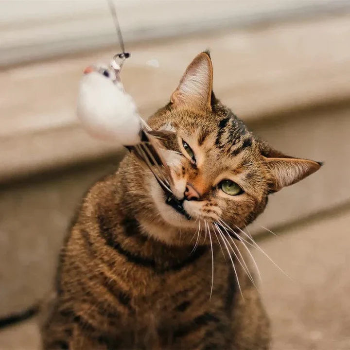 Leo | Premium Katzenspielstab mit 5 Feder-Vögeln