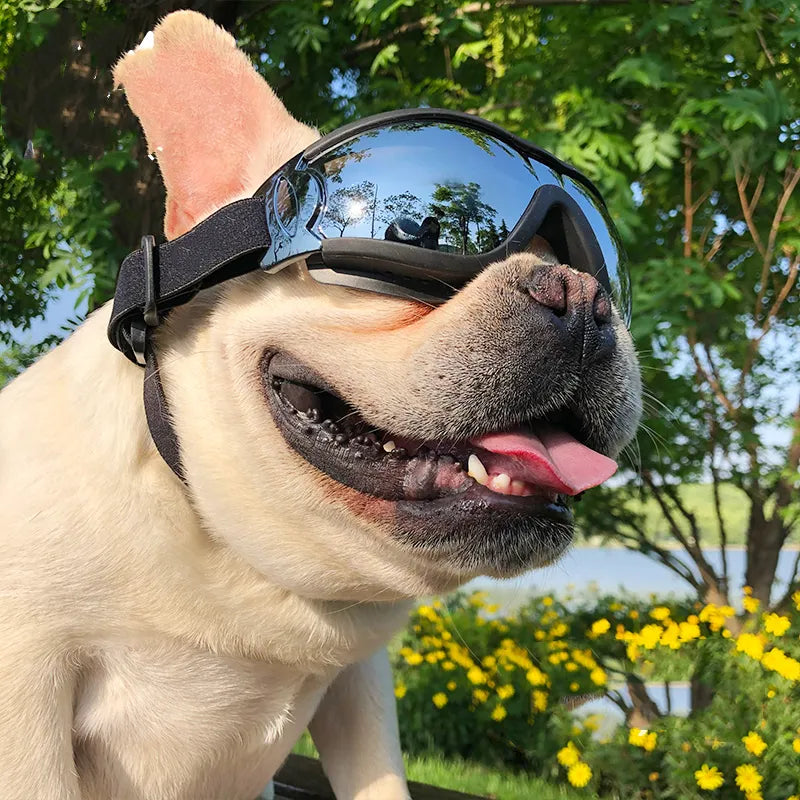 PetGaze | Schutzbrille für Hunde mit UV- & Windschutz
