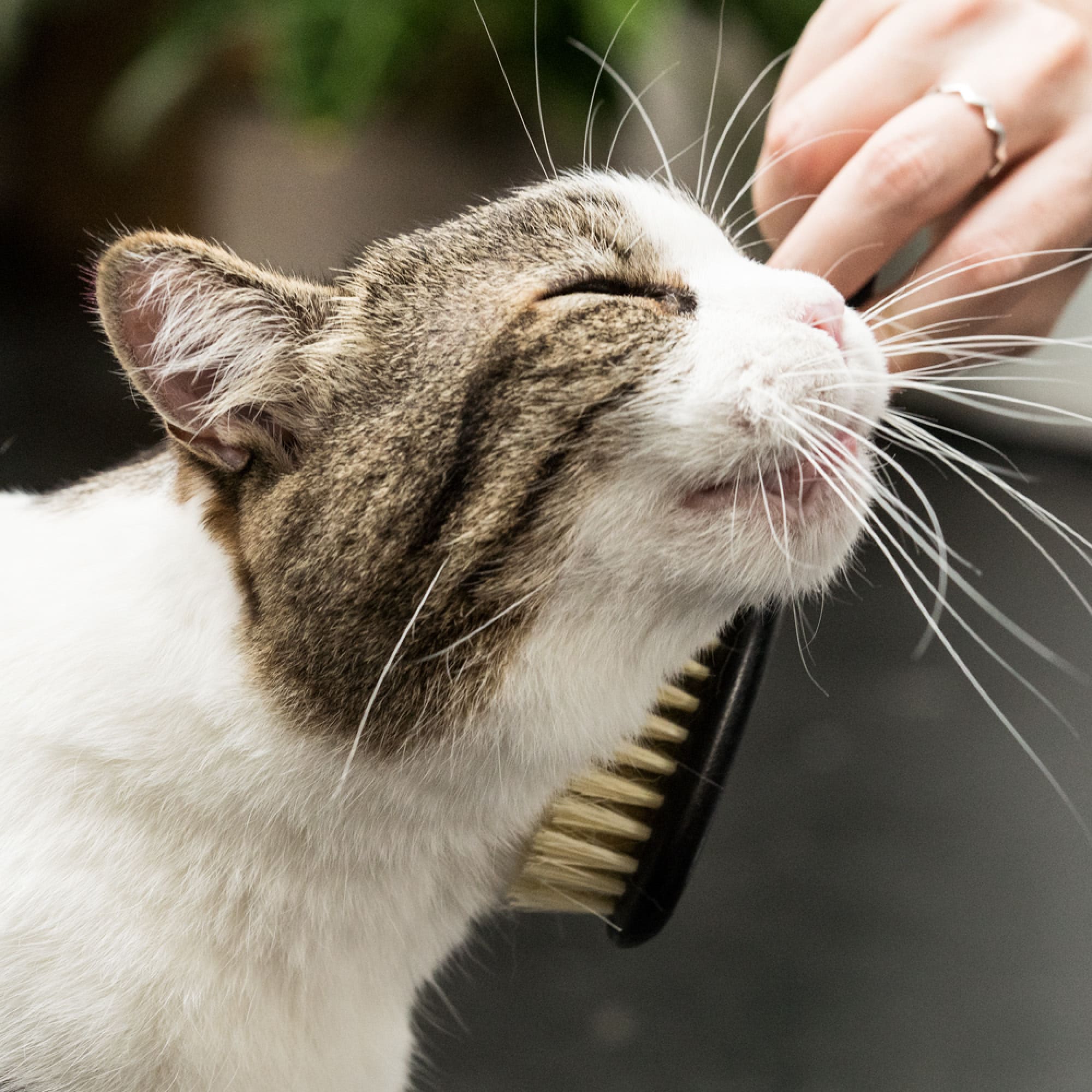 Fellfein | Naturhaarbürste für Katzenpflege