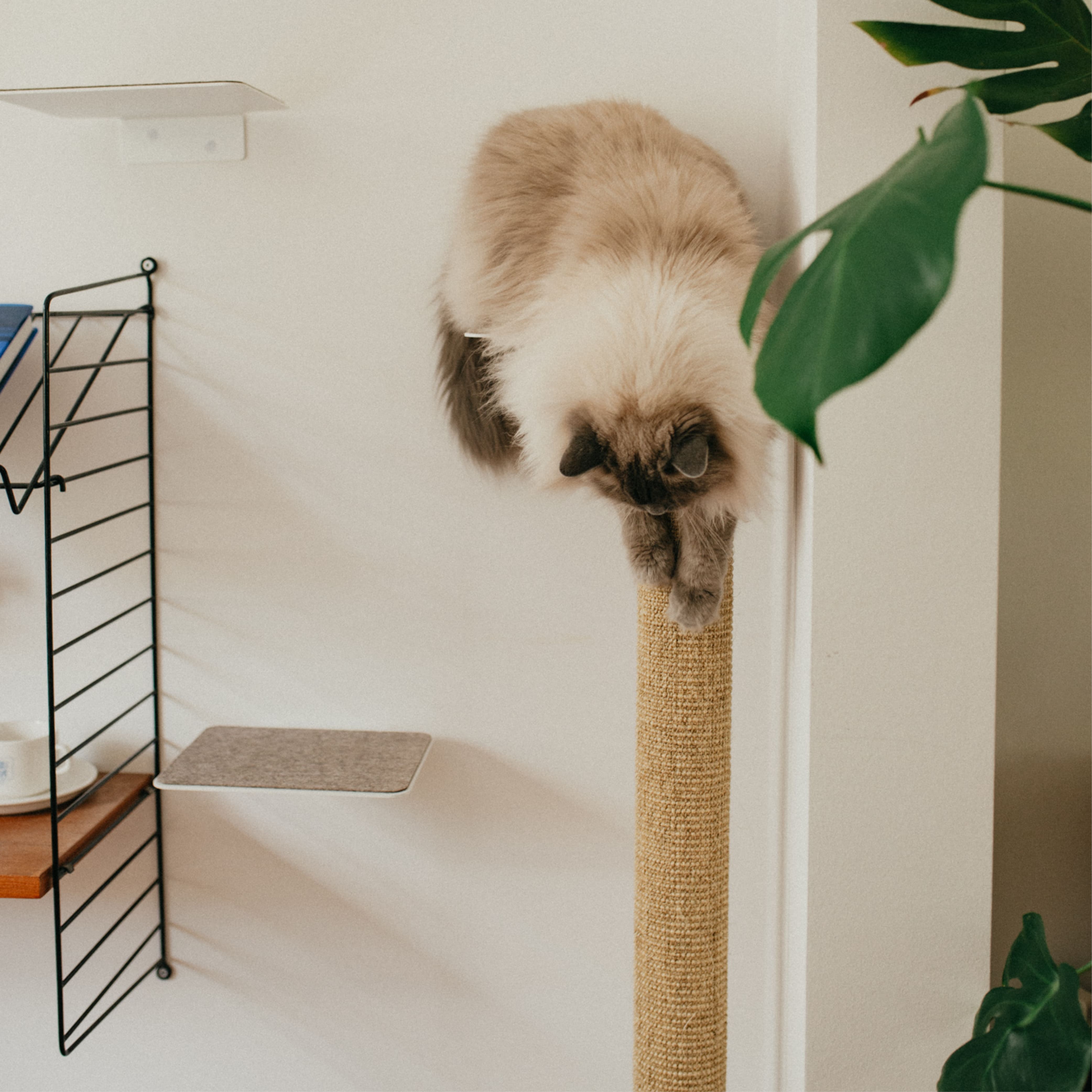 MiraMau | Wandkratzstamm für Katzen mit Kletterfunktion