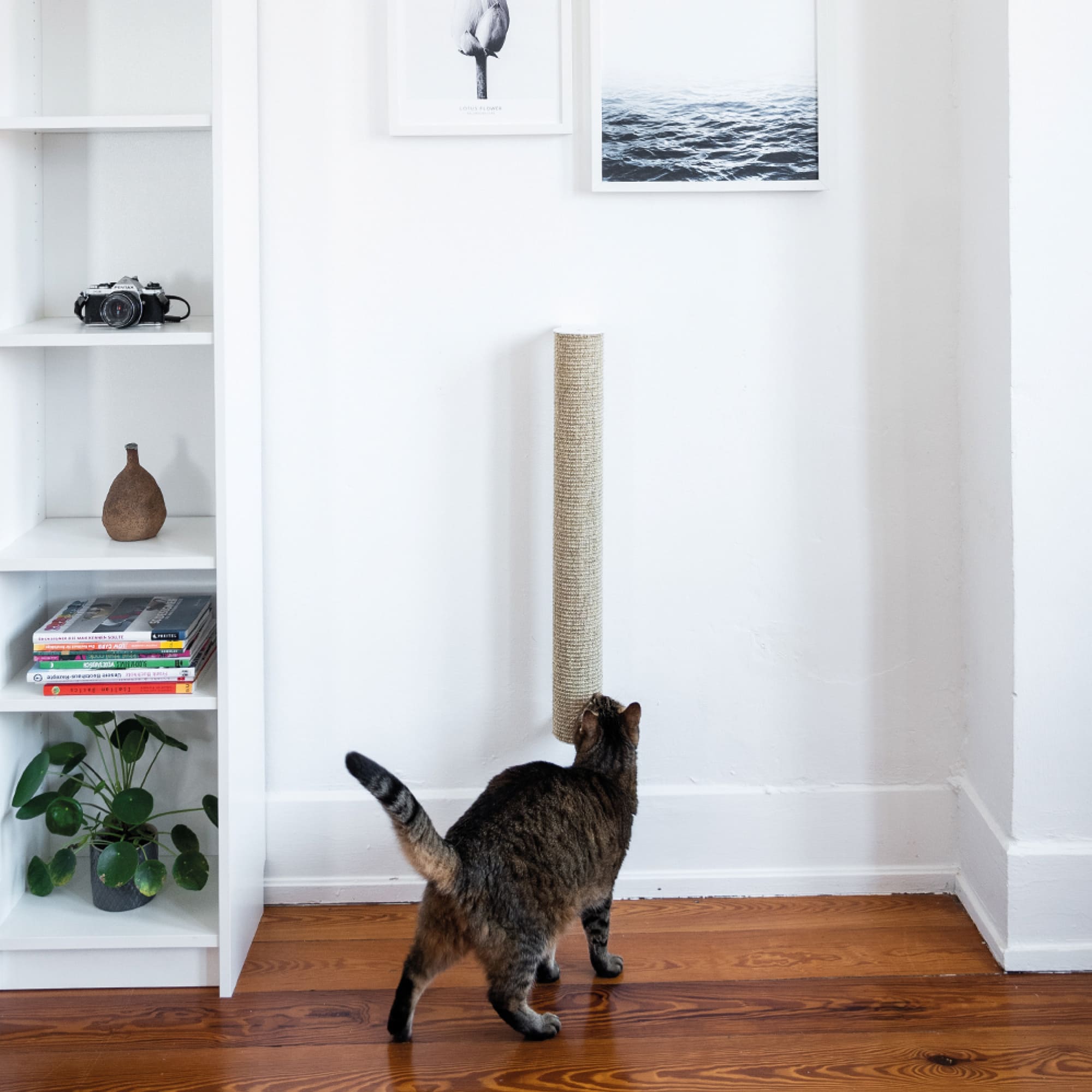 MiraMau | Wandkratzstamm für Katzen mit Kletterfunktion