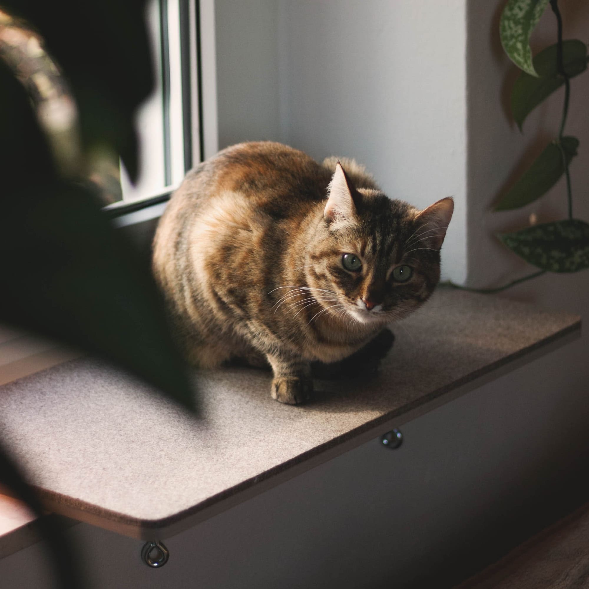 FeliView | Fensterbankliege für Katzen mit Kuschelauflage