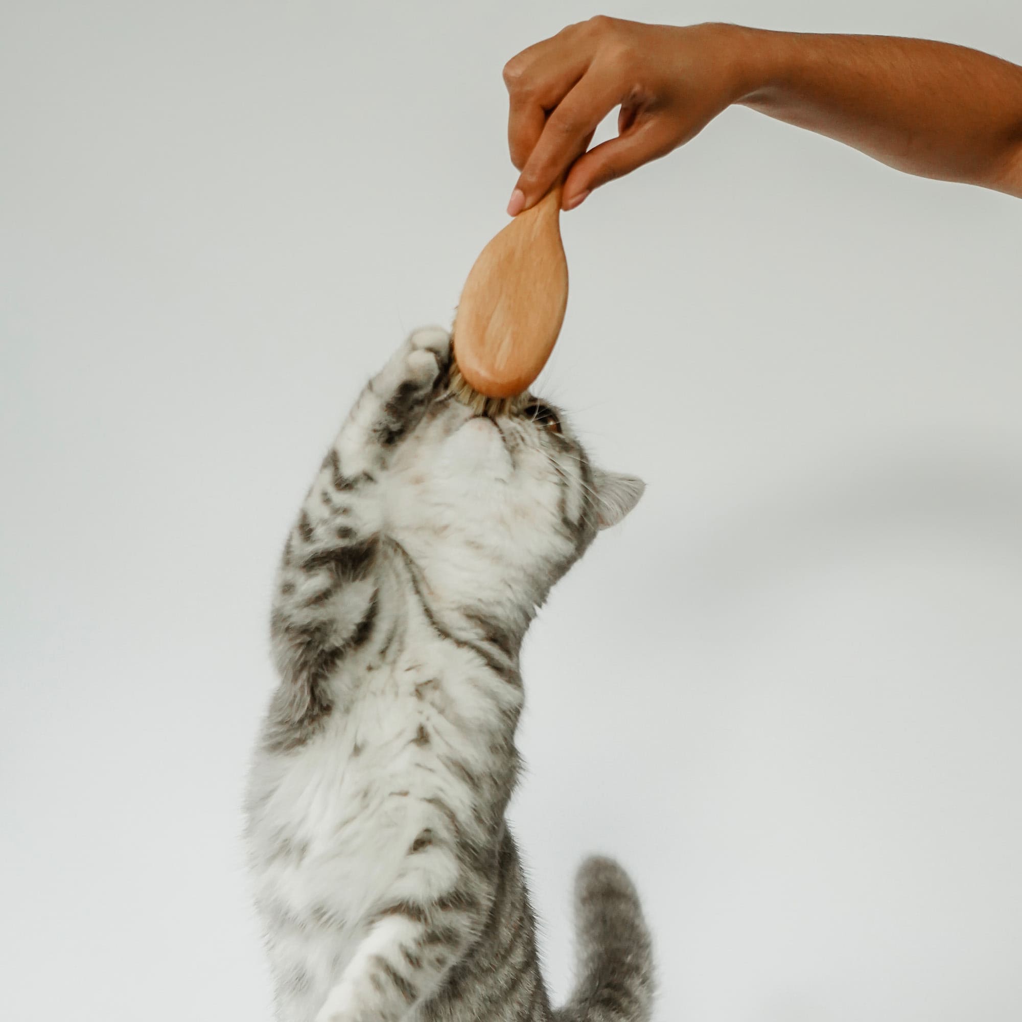 Fellfein | Naturhaarbürste für Katzenpflege