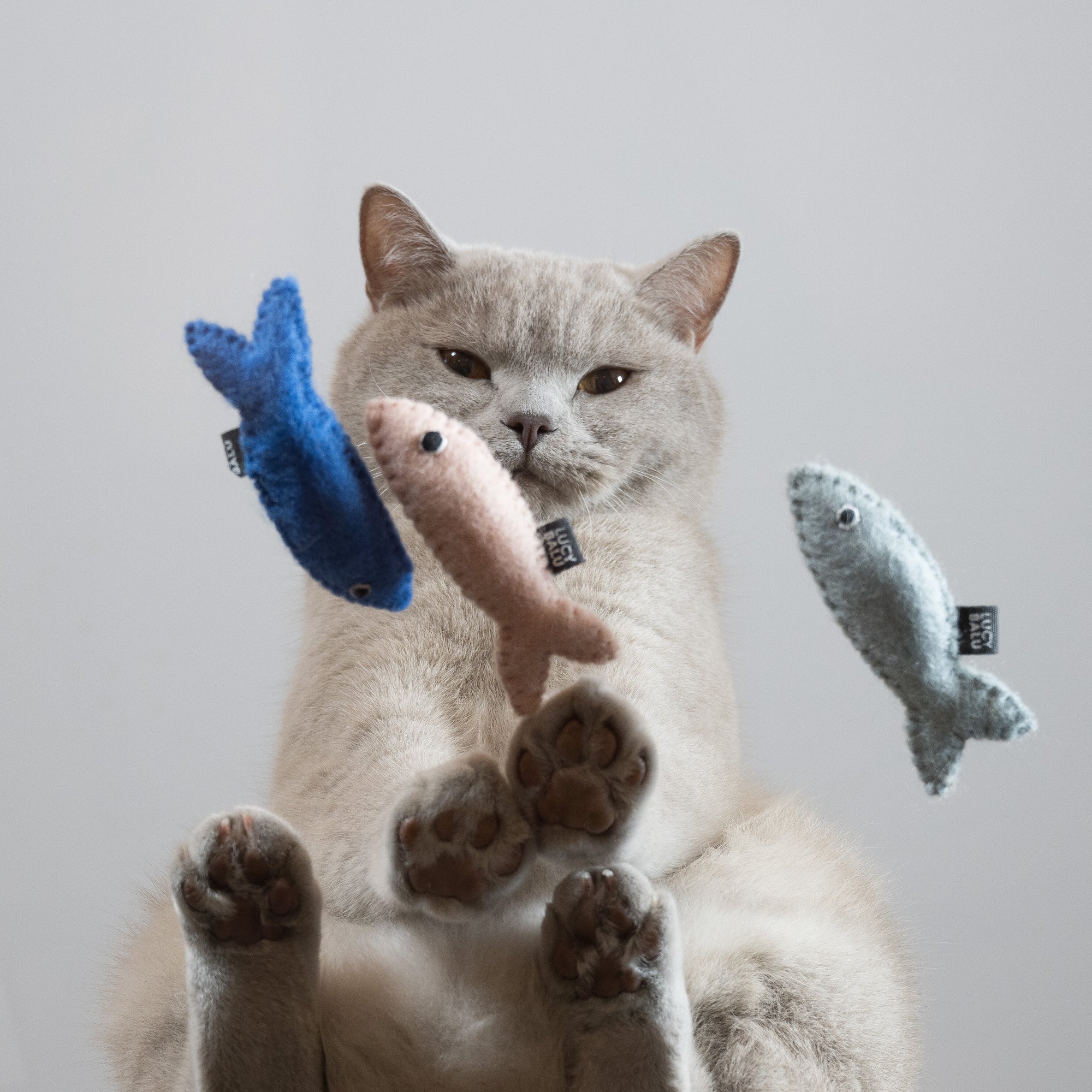 MiauFun | Filz-Katzenspielzeug in Fischform mit Katzenminze
