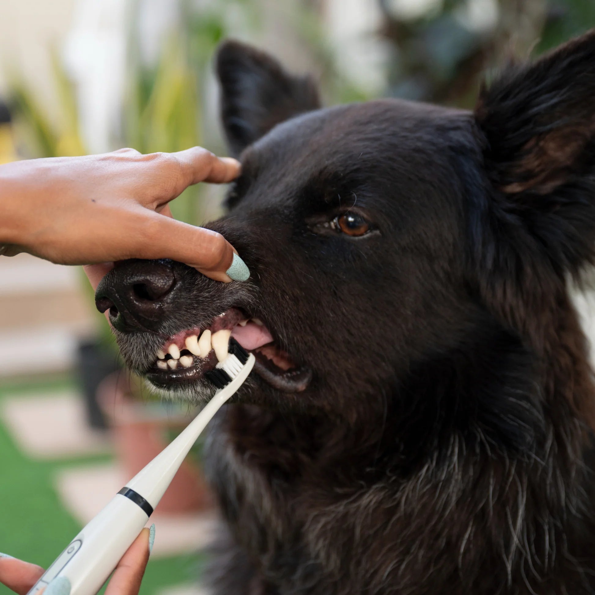 ZahnPfote | Ultimatives Zahnpflegeset für Hunde