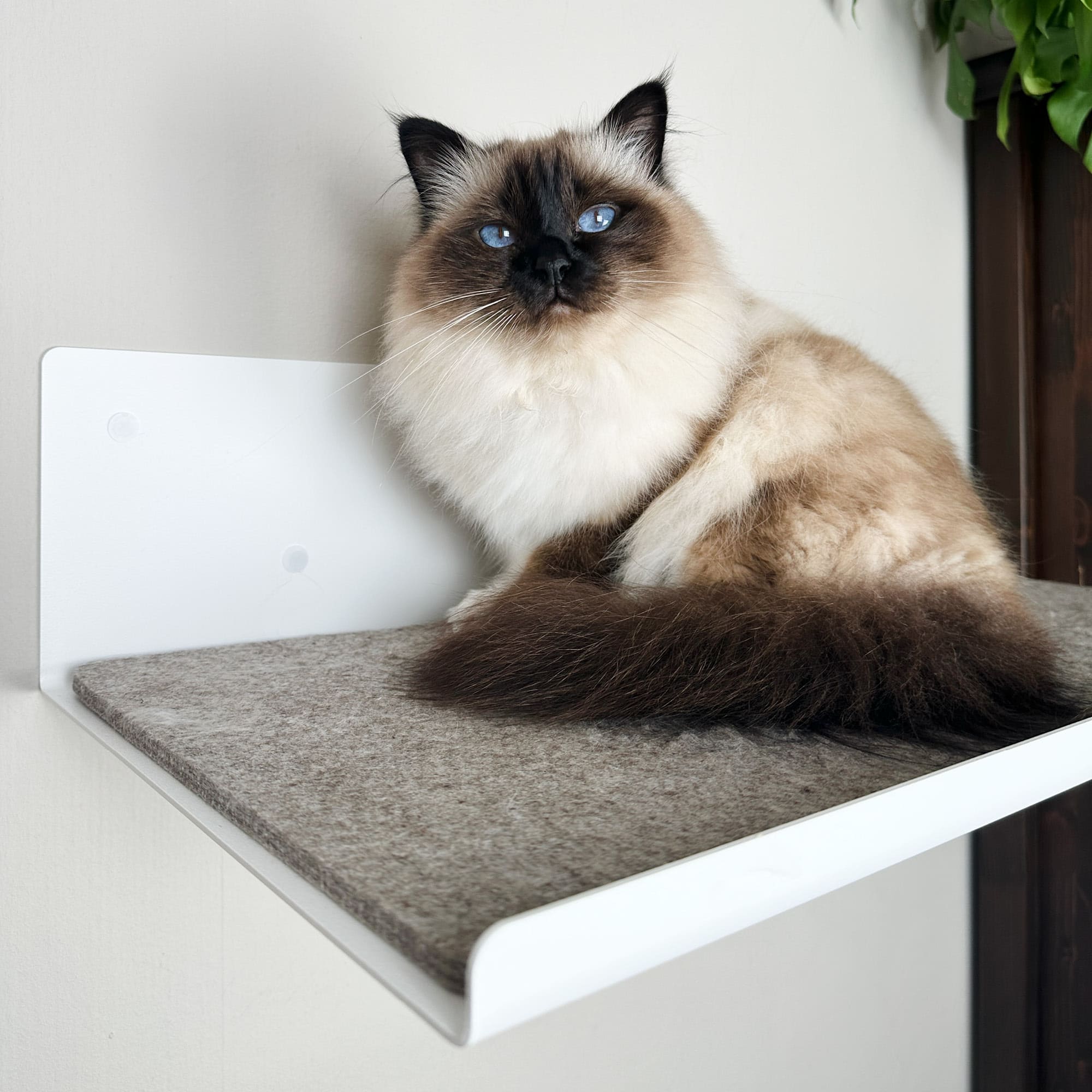 Hochsteg | Gerade Wandliege für Katzen