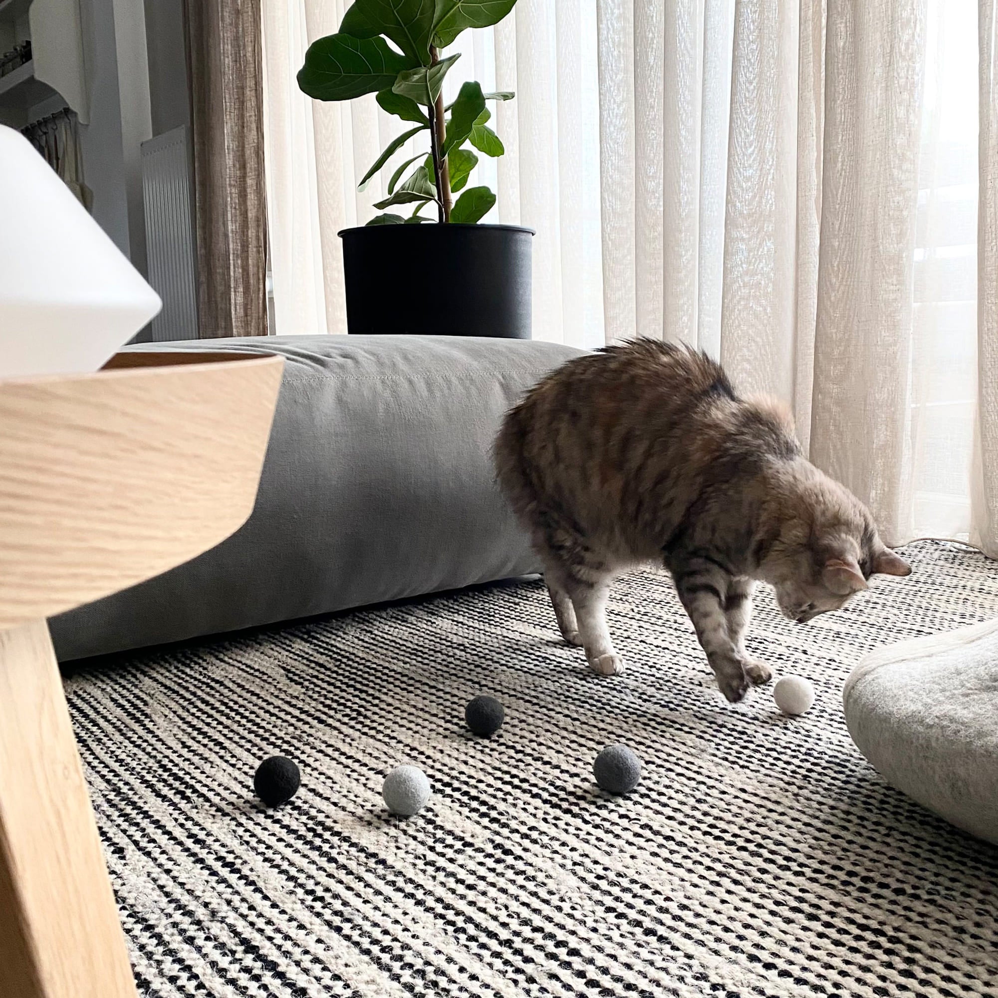 Nolani | Geräuschlose Filz-Spielbälle für Katzen aus Naturwolle