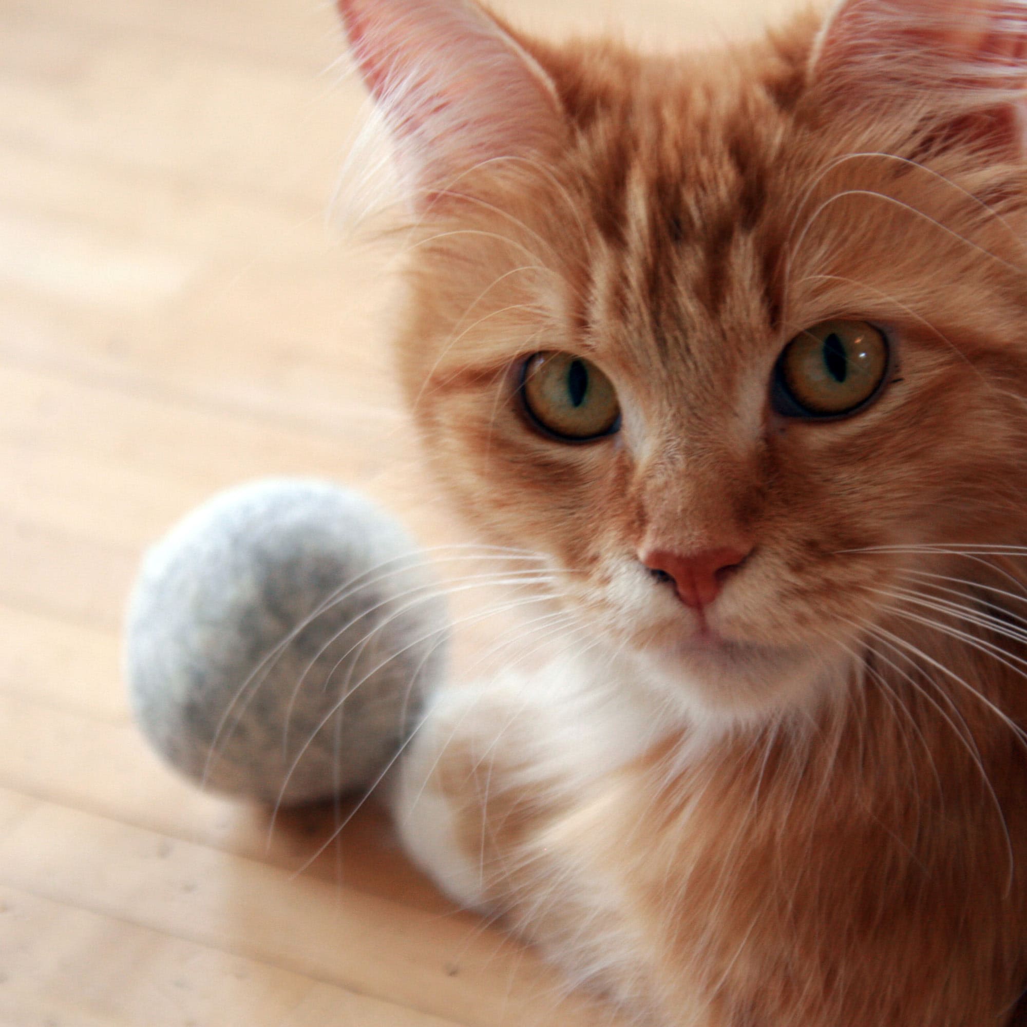 MieziMoos | Nachfüllbarer Filzball mit Bio-Katzenminze