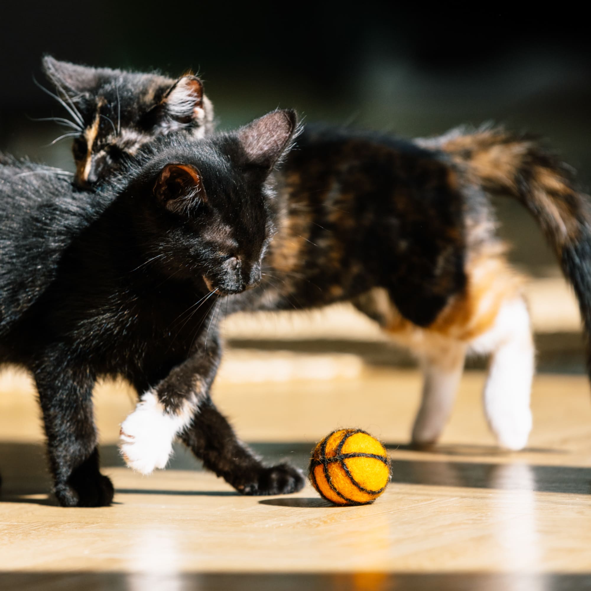 Tigro | Sportliche Filzspielbälle für Katzen im Ball-Design