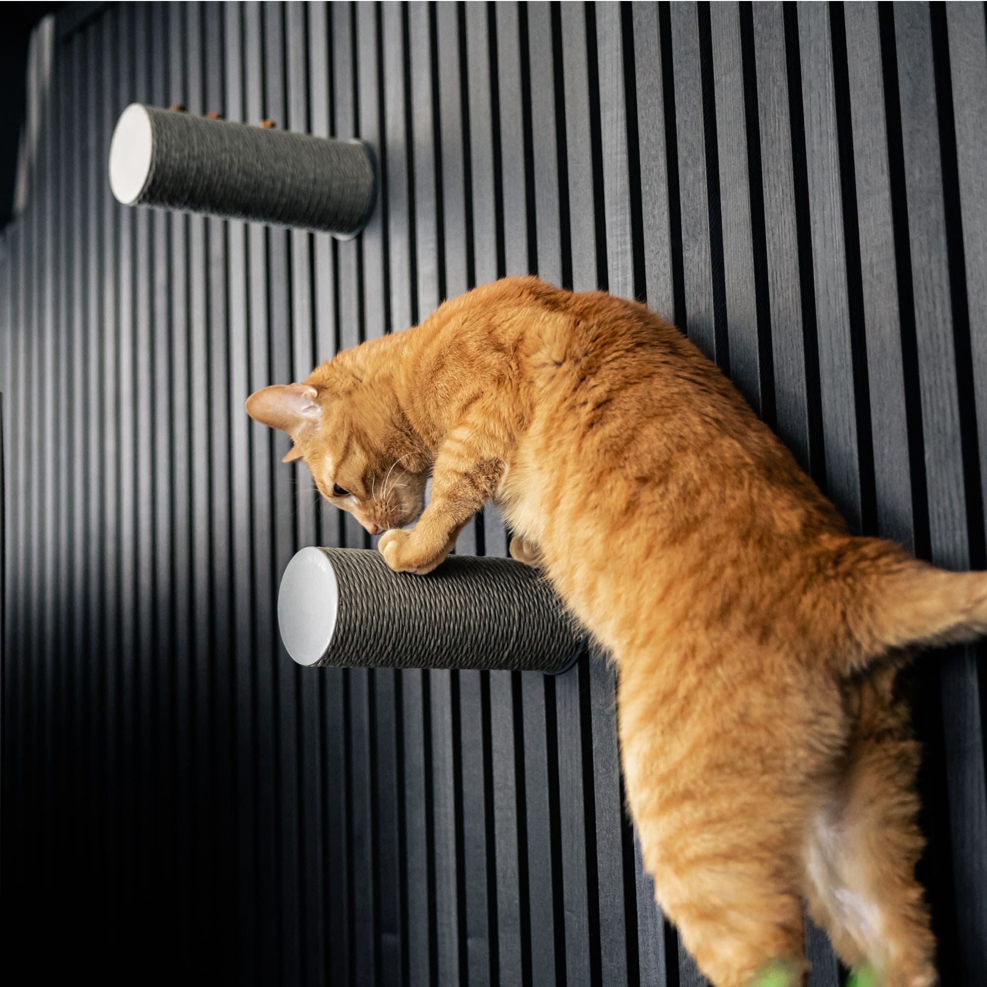 Taviro | Wand-Kratzstamm für Katzen zur vertikalen Kletterwand-Erweiterung