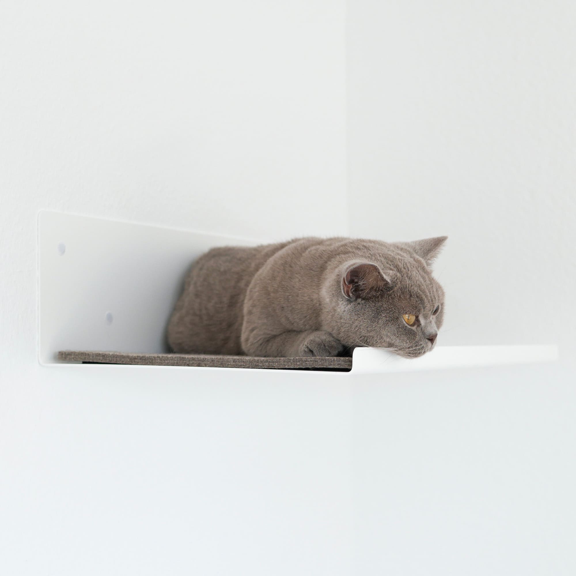 Hochsteg | Gerade Wandliege für Katzen
