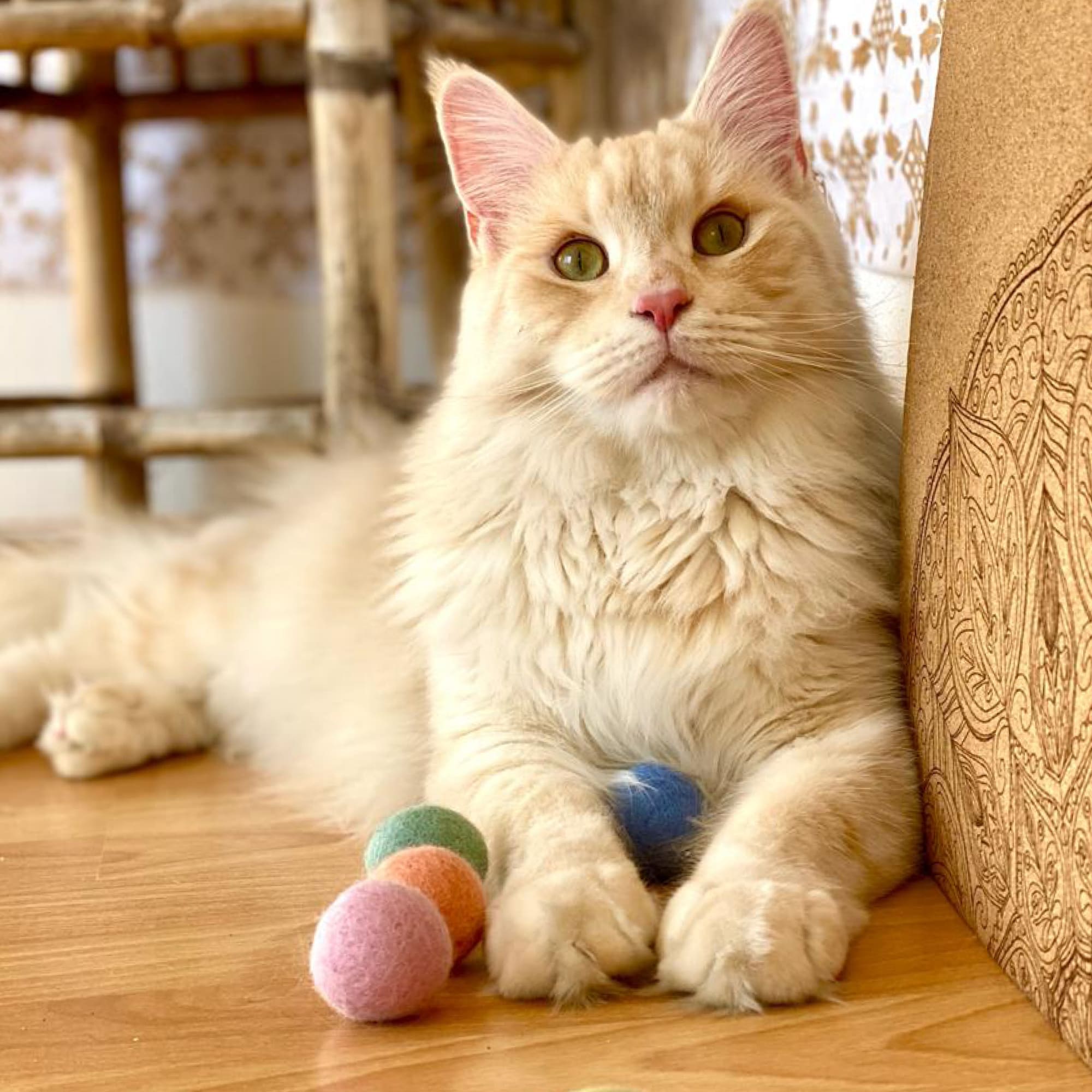 MimiPlay | Rainbow Filzbälle für Katzen