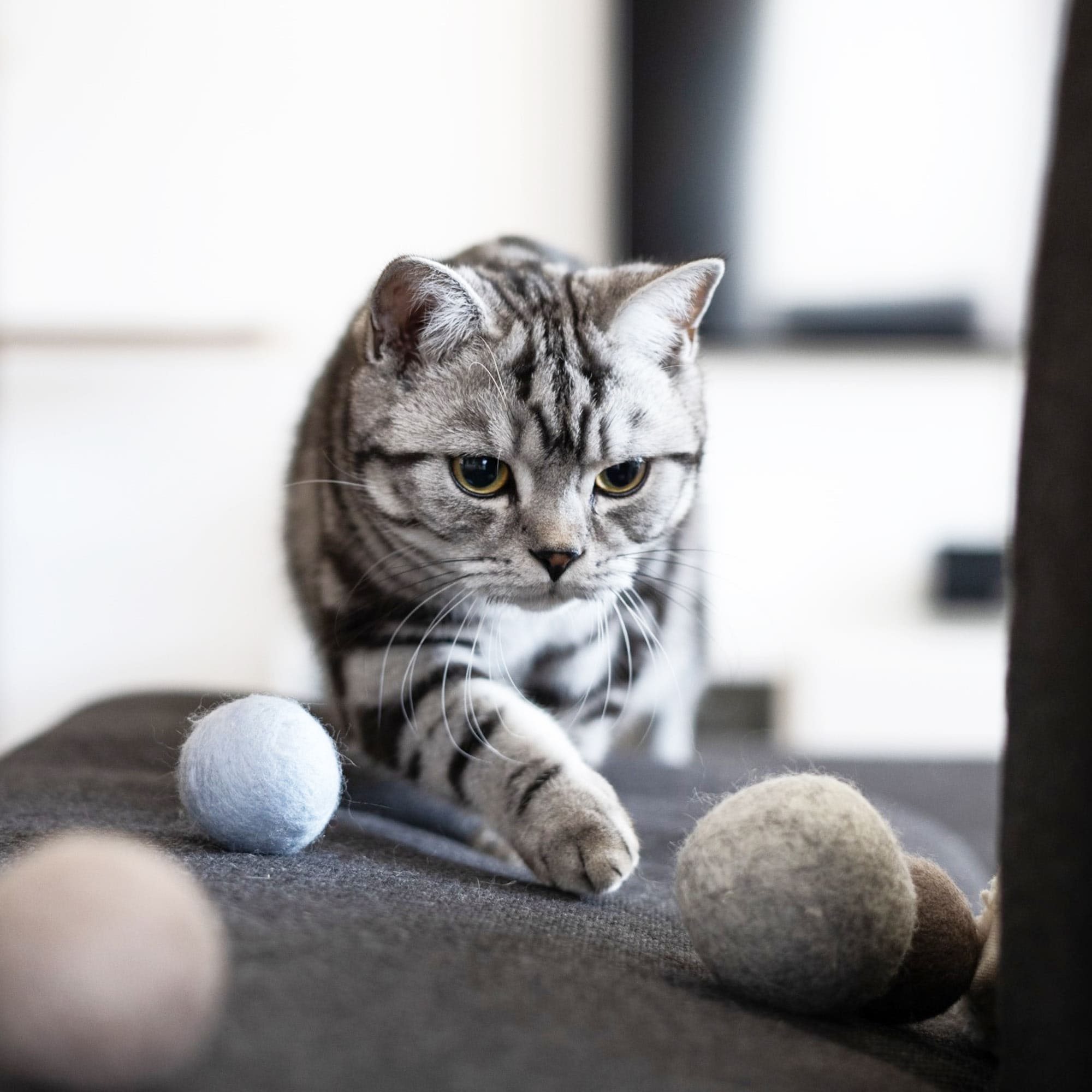 Katzentakt | Filz-Spielbälle mit Glocke für aktive Stubentiger