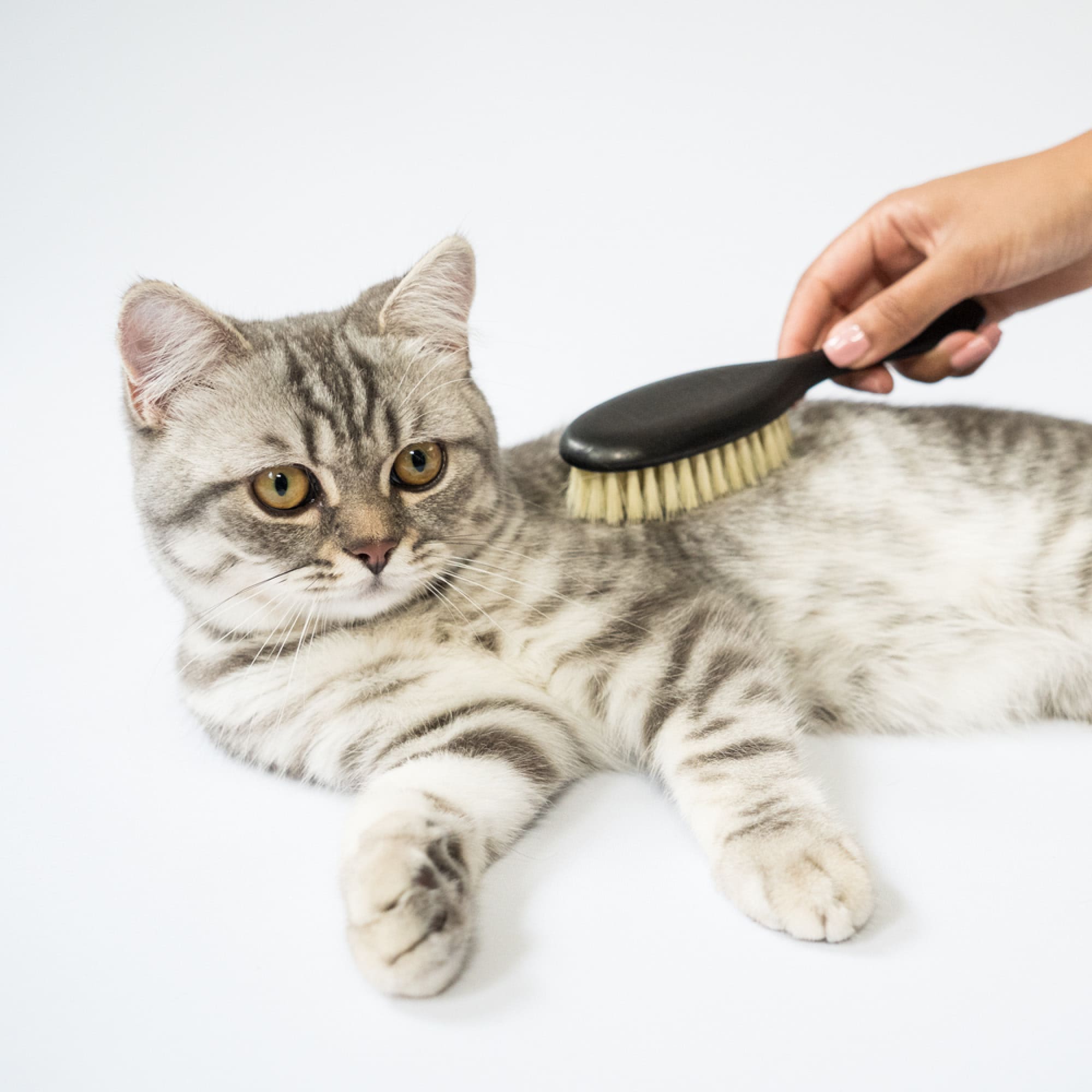 Fellfein | Naturhaarbürste für Katzenpflege