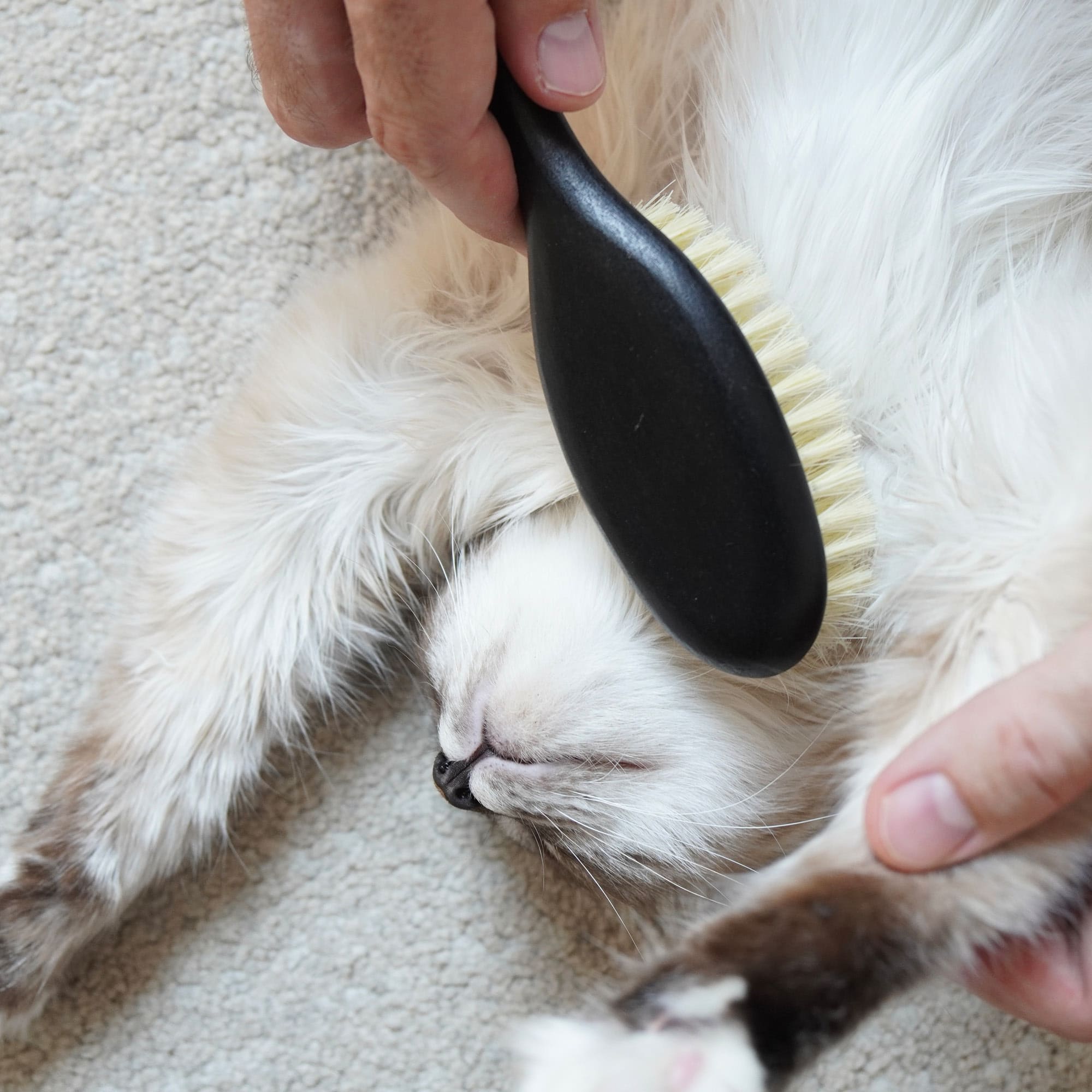 Fellfein | Naturhaarbürste für Katzenpflege