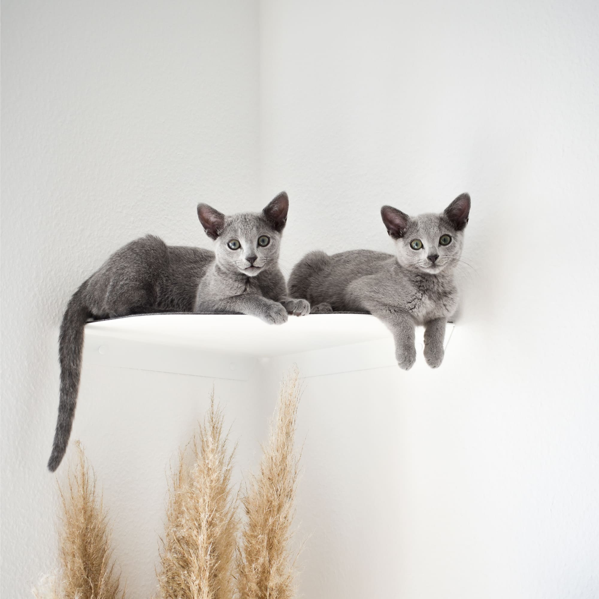 WandWunder | Eckige Katzen-Wandliege mit Filzauflage