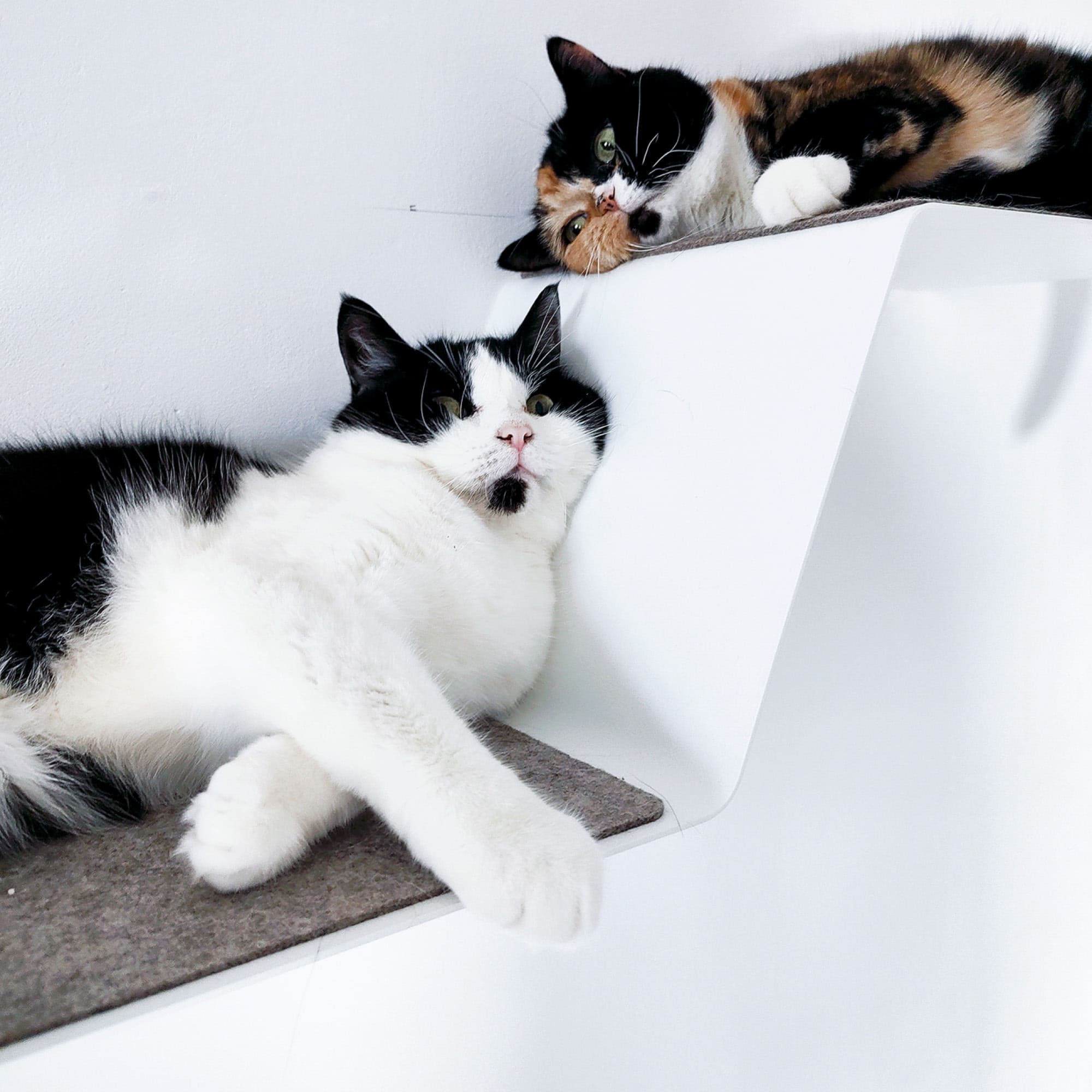 KletterKurve | XXL Wandliege für Katzen mit geschwungener Form