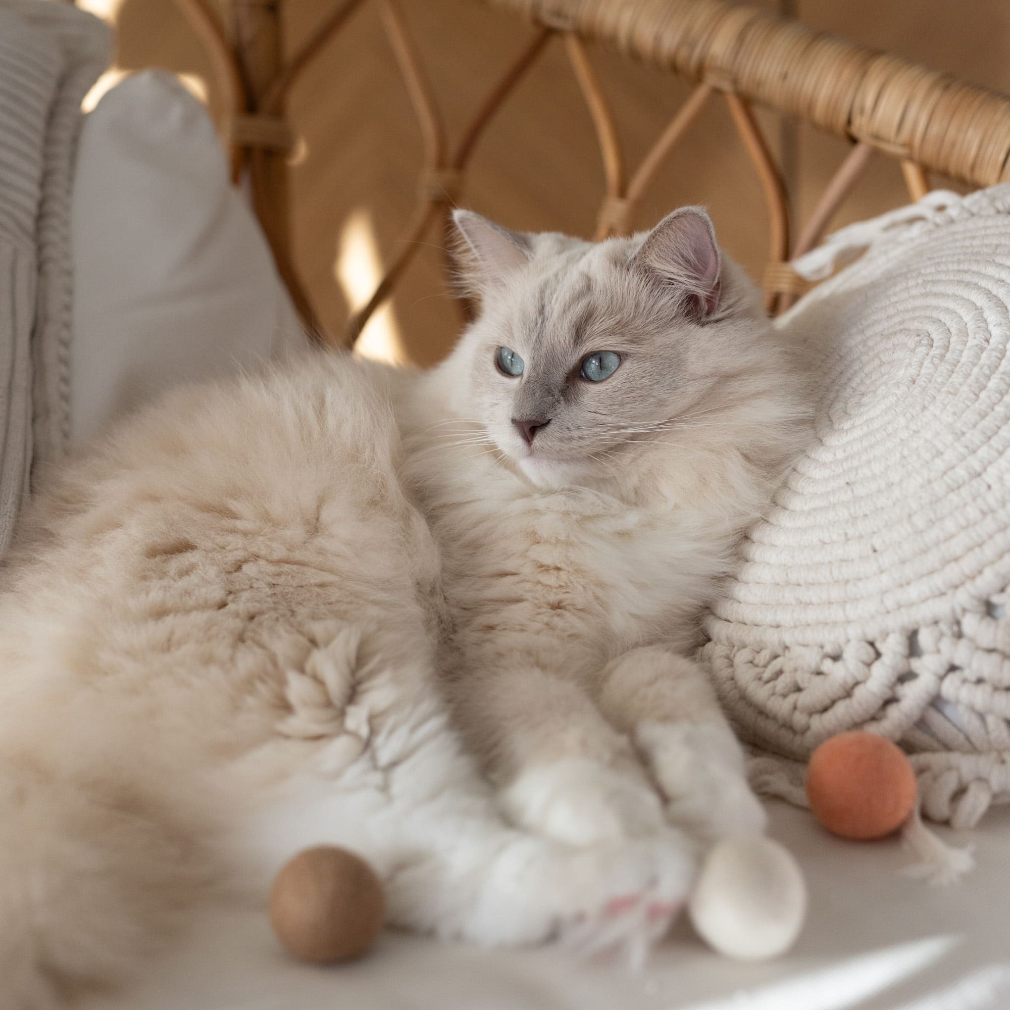 Fayla | Handgefertigte Filzbälle für Katzen im Naturton