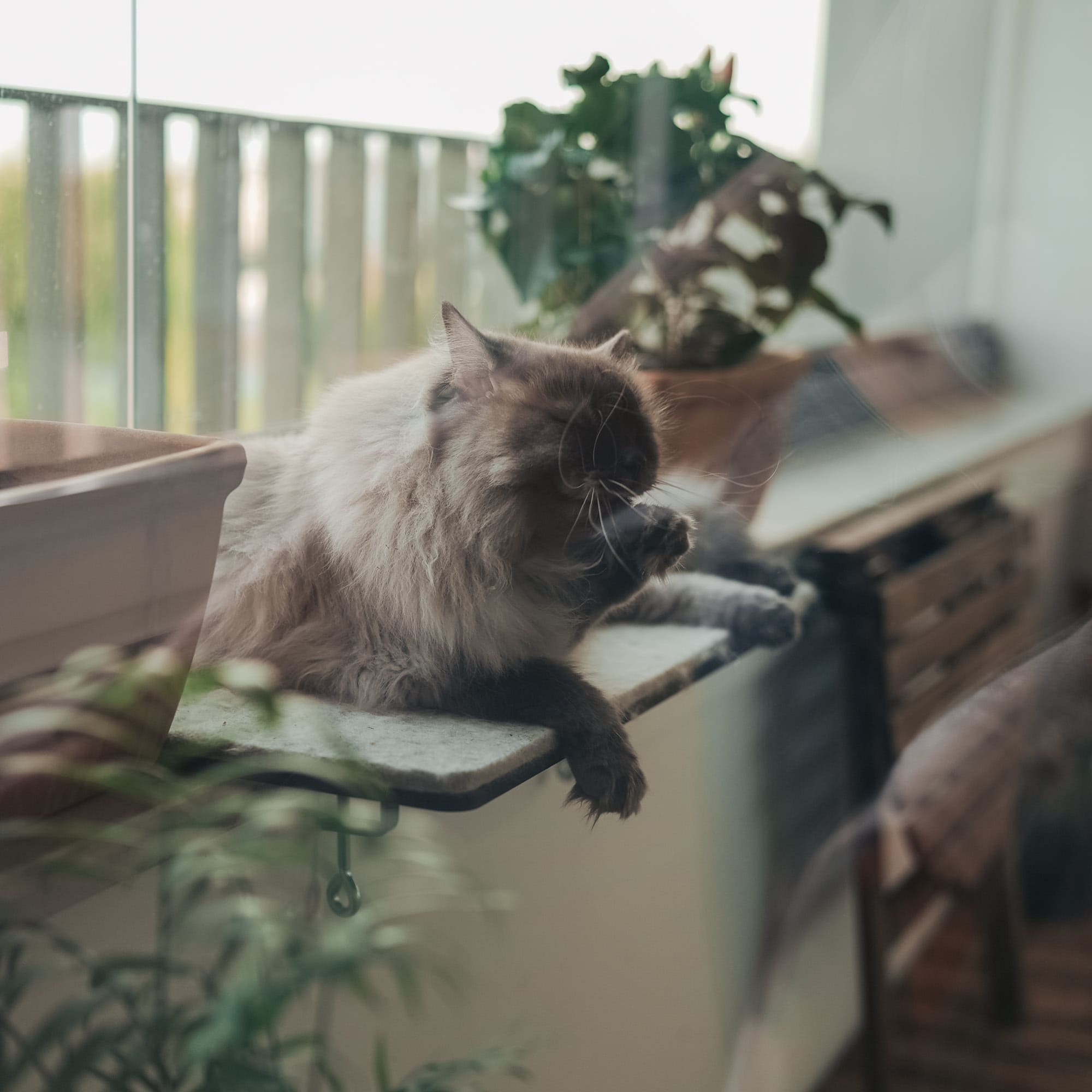 FeliView | Fensterbankliege für Katzen mit Kuschelauflage