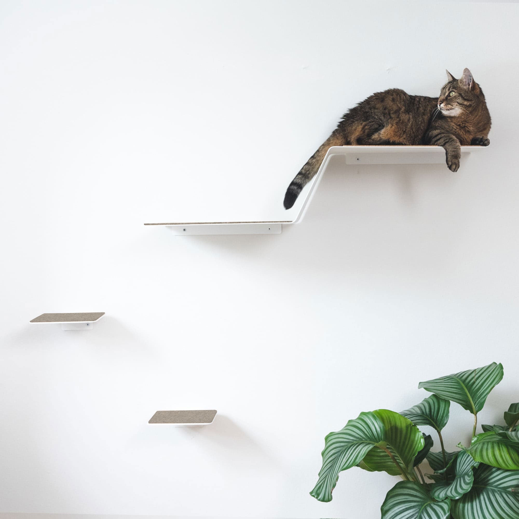 KletterKurve | XXL Wandliege für Katzen mit geschwungener Form