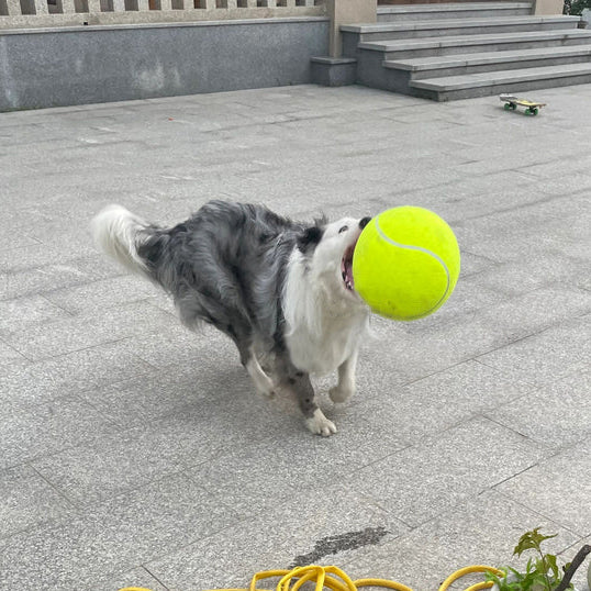 MaxFetch | Extra Großer Tennisball für Hunde