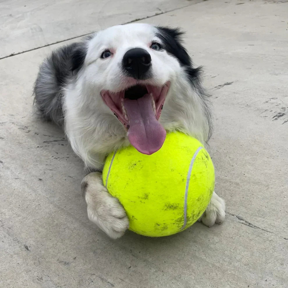MaxFetch | Extra Großer Tennisball für Hunde
