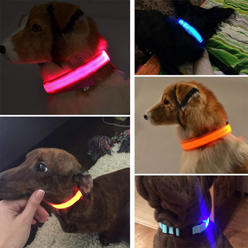 Rex | Leuchtendes LED-Hundehalsband für mehr Sicherheit im Dunkeln