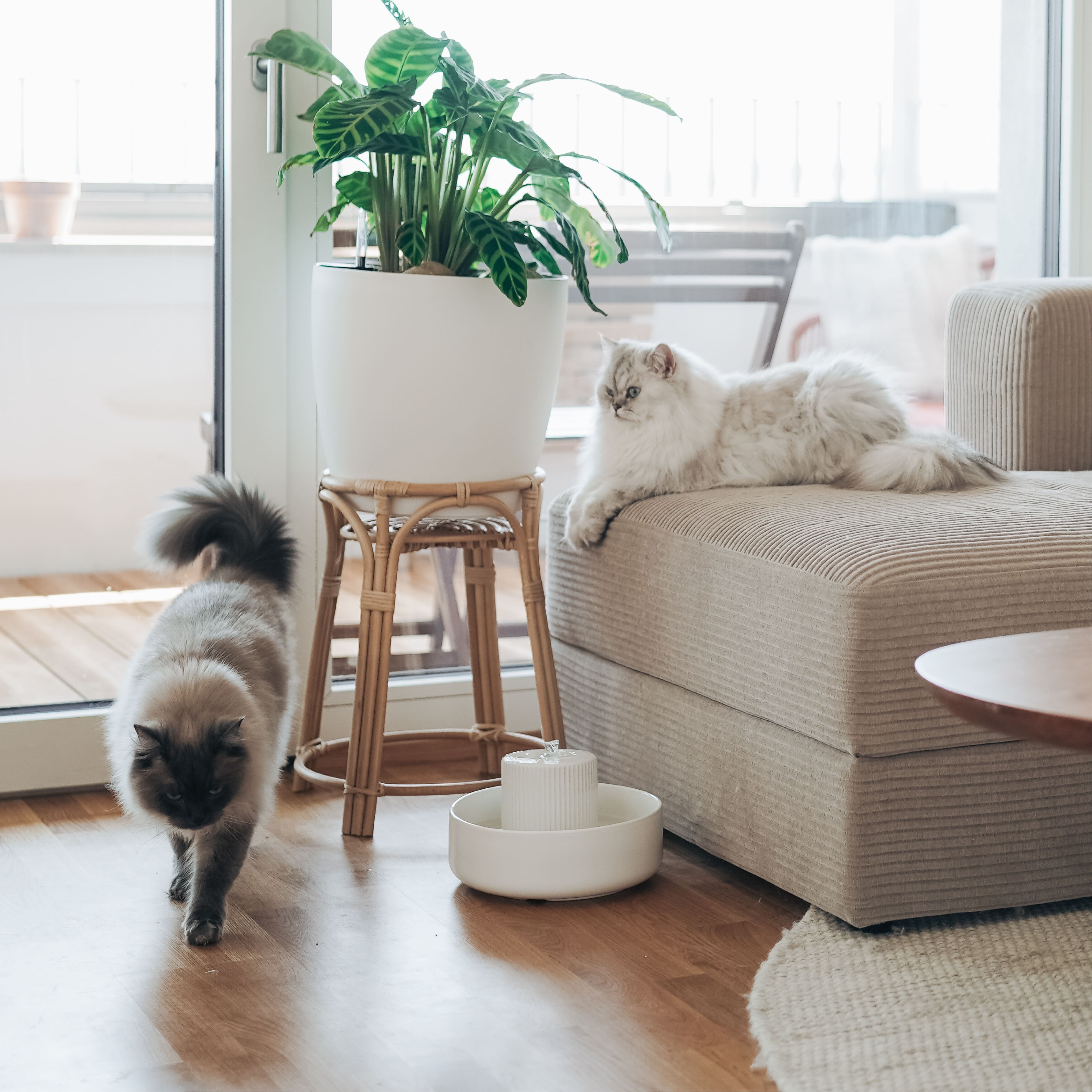 AquaPaws | Keramik-Trinkbrunnen für Katzen & Hunde