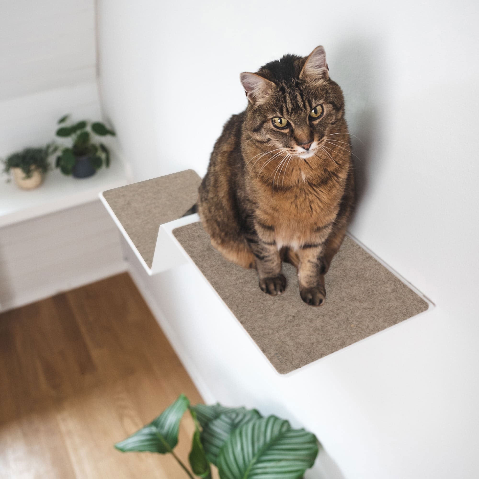 KletterKurve | XXL Wandliege für Katzen mit geschwungener Form